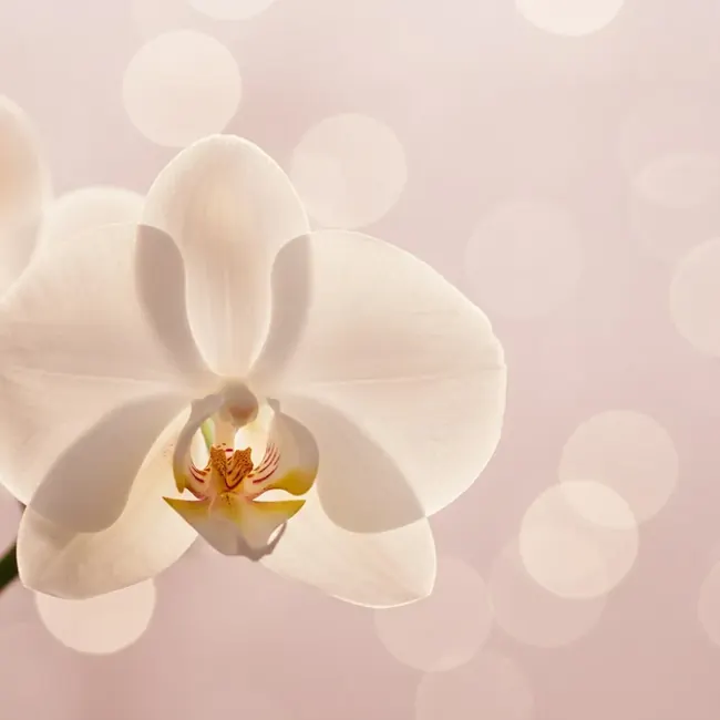Flor de lótus, essência Bella Essence